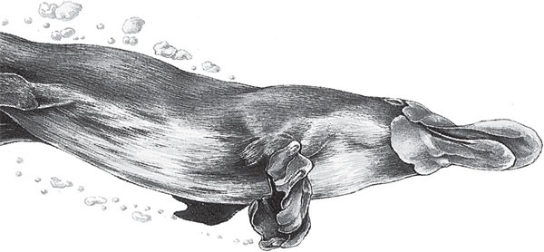 Иллюстрация к книге — Беспризорная кошка (сборник). С вопросами и ответами для почемучек [_44.jpg]