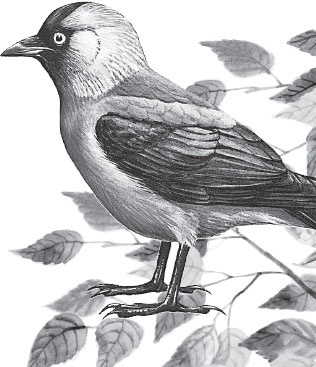 Иллюстрация к книге — Беспризорная кошка (сборник). С вопросами и ответами для почемучек [_46.jpg]