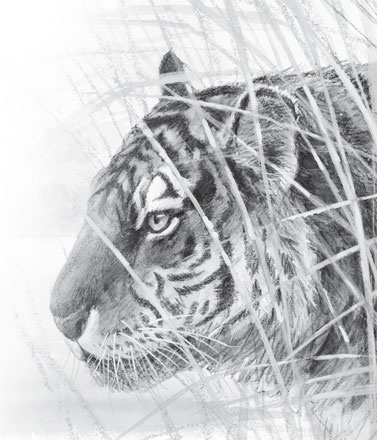 Иллюстрация к книге — Беспризорная кошка (сборник). С вопросами и ответами для почемучек [_47.jpg]