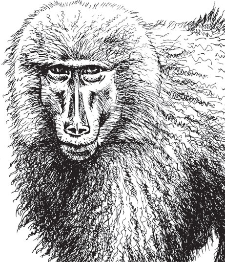 Иллюстрация к книге — Беспризорная кошка (сборник). С вопросами и ответами для почемучек [_52.jpg]