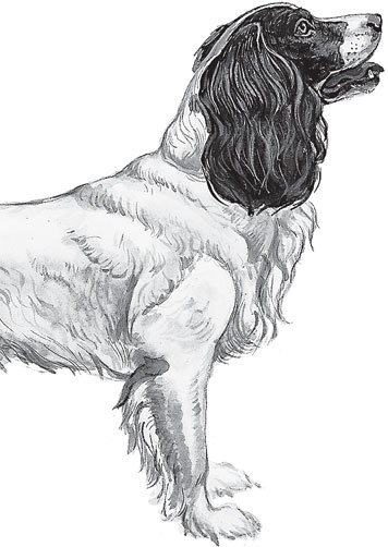 Иллюстрация к книге — Беспризорная кошка (сборник). С вопросами и ответами для почемучек [_57.jpg]