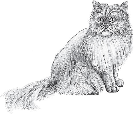 Иллюстрация к книге — Беспризорная кошка (сборник). С вопросами и ответами для почемучек [_61.jpg]