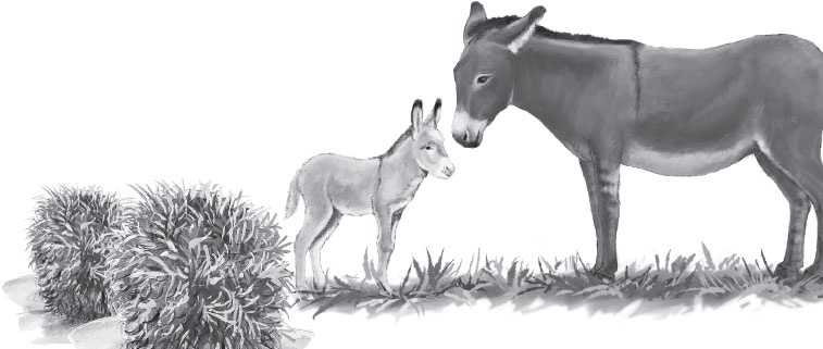 Иллюстрация к книге — Беспризорная кошка (сборник). С вопросами и ответами для почемучек [_7.jpg]