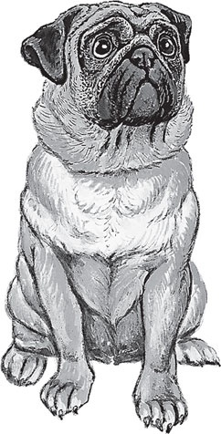 Иллюстрация к книге — Беспризорная кошка (сборник). С вопросами и ответами для почемучек [_80.jpg]