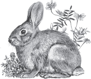 Иллюстрация к книге — Беспризорная кошка (сборник). С вопросами и ответами для почемучек [_81.jpg]