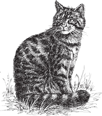 Иллюстрация к книге — Беспризорная кошка (сборник). С вопросами и ответами для почемучек [_82.jpg]