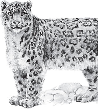 Иллюстрация к книге — Беспризорная кошка (сборник). С вопросами и ответами для почемучек [_84.jpg]