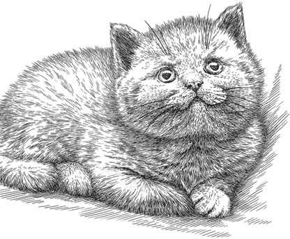 Иллюстрация к книге — Беспризорная кошка (сборник). С вопросами и ответами для почемучек [_89.jpg]