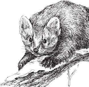 Иллюстрация к книге — Беспризорная кошка (сборник). С вопросами и ответами для почемучек [_92.jpg]