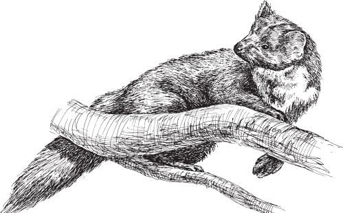 Иллюстрация к книге — Беспризорная кошка (сборник). С вопросами и ответами для почемучек [_93.jpg]