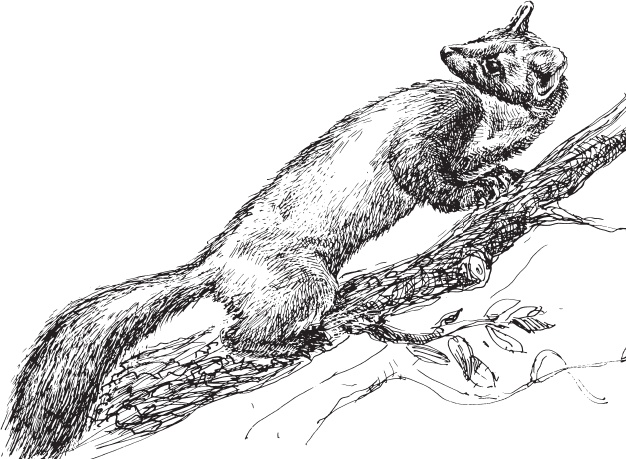 Иллюстрация к книге — Беспризорная кошка (сборник). С вопросами и ответами для почемучек [_96.jpg]