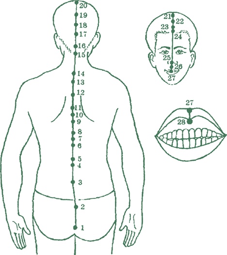 Иллюстрация к книге — Лестница в небо, или Китайская медицина по-русски [i_029.jpg]