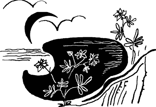 Иллюстрация к книге — Сабельник - болотный целитель [i_001.jpg]