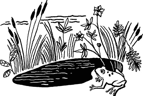 Иллюстрация к книге — Сабельник - болотный целитель [i_005.jpg]