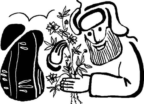 Иллюстрация к книге — Сабельник - болотный целитель [i_006.jpg]