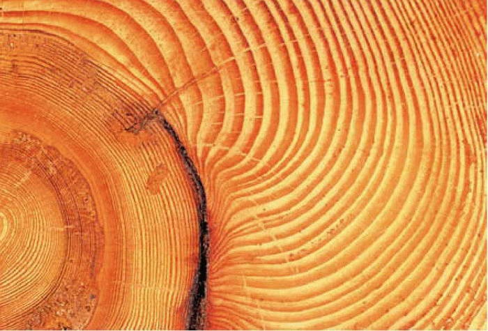 Иллюстрация к книге — Космос. Все о звездах, планетах, космических странниках [i_177.jpg]