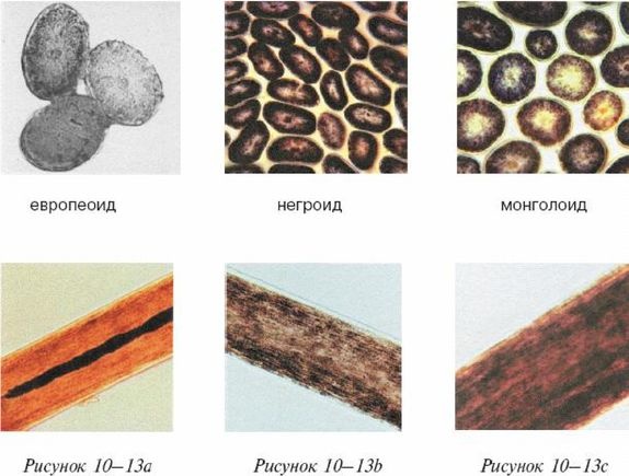 Иллюстрация к книге — Эректус бродит между нами. Покорение белой расы [p1013.jpg]