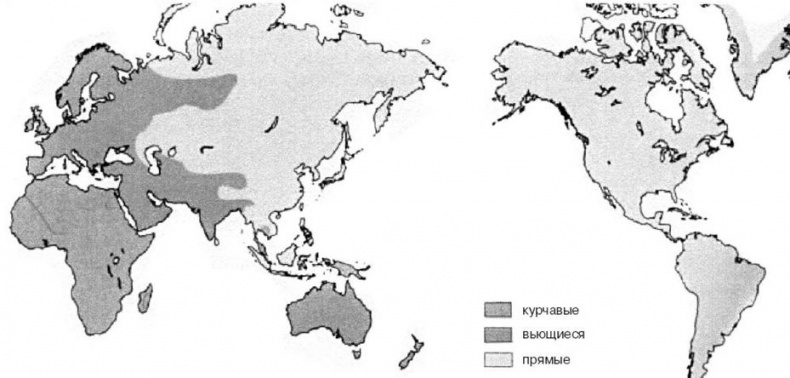 Иллюстрация к книге — Эректус бродит между нами. Покорение белой расы [p1014.jpg]