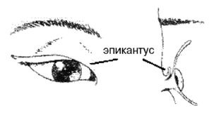 Иллюстрация к книге — Эректус бродит между нами. Покорение белой расы [p103.jpg]