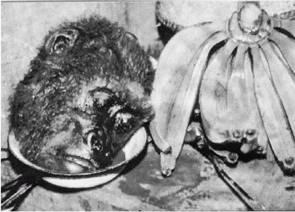 Иллюстрация к книге — Эректус бродит между нами. Покорение белой расы [p158.jpg]