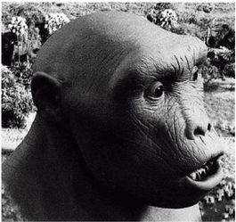 Иллюстрация к книге — Эректус бродит между нами. Покорение белой расы [p161.jpg]