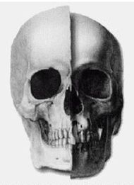 Иллюстрация к книге — Эректус бродит между нами. Покорение белой расы [p163.jpg]