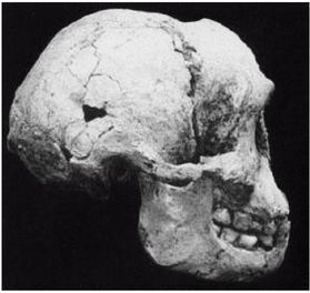 Иллюстрация к книге — Эректус бродит между нами. Покорение белой расы [p1711.jpg]