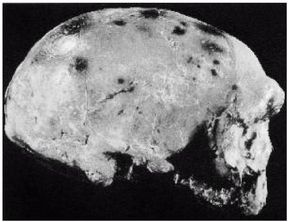 Иллюстрация к книге — Эректус бродит между нами. Покорение белой расы [p178.jpg]