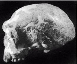 Иллюстрация к книге — Эректус бродит между нами. Покорение белой расы [p179.jpg]