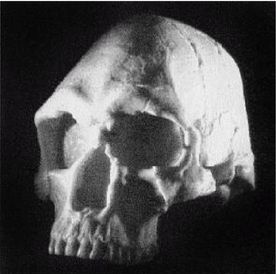 Иллюстрация к книге — Эректус бродит между нами. Покорение белой расы [p204.jpg]