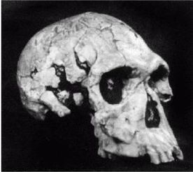 Иллюстрация к книге — Эректус бродит между нами. Покорение белой расы [p21.jpg]