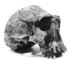 Иллюстрация к книге — Эректус бродит между нами. Покорение белой расы [p22.jpg]