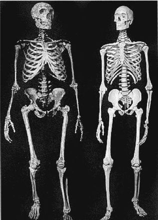 Иллюстрация к книге — Эректус бродит между нами. Покорение белой расы [p222.jpg]