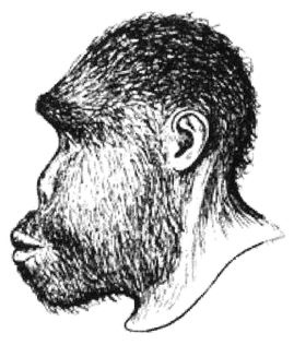 Иллюстрация к книге — Эректус бродит между нами. Покорение белой расы [p23.jpg]