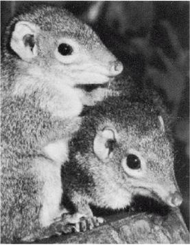 Иллюстрация к книге — Эректус бродит между нами. Покорение белой расы [p231.jpg]