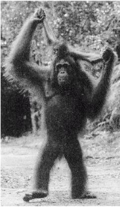 Иллюстрация к книге — Эректус бродит между нами. Покорение белой расы [p2313.jpg]