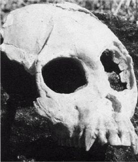 Иллюстрация к книге — Эректус бродит между нами. Покорение белой расы [p233.jpg]