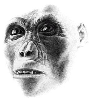 Иллюстрация к книге — Эректус бродит между нами. Покорение белой расы [p236.jpg]