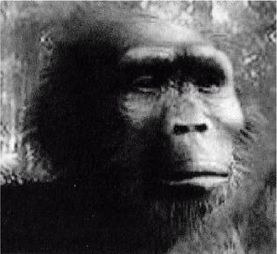 Иллюстрация к книге — Эректус бродит между нами. Покорение белой расы [p238.jpg]