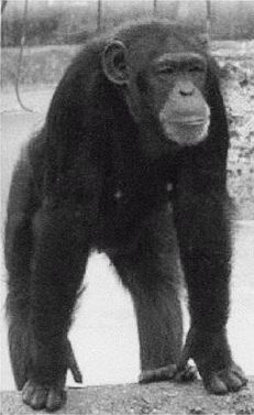 Иллюстрация к книге — Эректус бродит между нами. Покорение белой расы [p239.jpg]