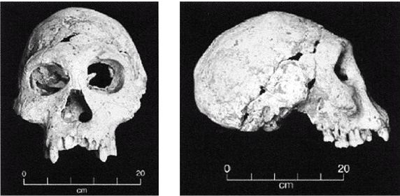 Иллюстрация к книге — Эректус бродит между нами. Покорение белой расы [p24.jpg]