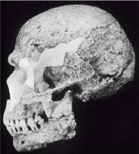 Иллюстрация к книге — Эректус бродит между нами. Покорение белой расы [p2512.jpg]