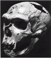 Иллюстрация к книге — Эректус бродит между нами. Покорение белой расы [p27.jpg]