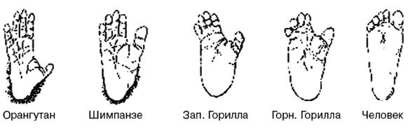 Иллюстрация к книге — Эректус бродит между нами. Покорение белой расы [p41.jpg]