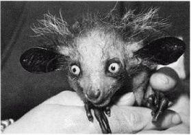 Иллюстрация к книге — Эректус бродит между нами. Покорение белой расы [p42.jpg]