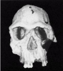 Иллюстрация к книге — Эректус бродит между нами. Покорение белой расы [p910.jpg]