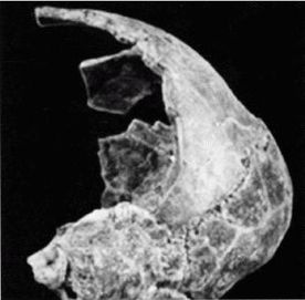 Иллюстрация к книге — Эректус бродит между нами. Покорение белой расы [p912.jpg]