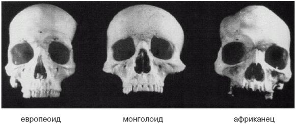 Иллюстрация к книге — Эректус бродит между нами. Покорение белой расы [p917.jpg]