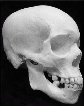 Иллюстрация к книге — Эректус бродит между нами. Покорение белой расы [p93.jpg]