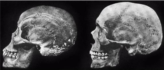 Иллюстрация к книге — Эректус бродит между нами. Покорение белой расы [p94_p95.jpg]